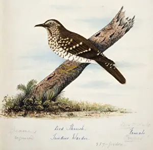 Margaret Bushby Lascelles Prints: Zoothera wardii, pied thrush