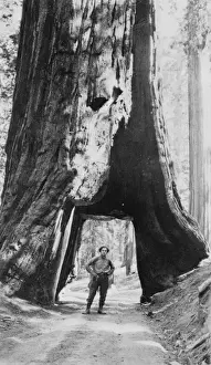 Yosemite Prints: Bill Zorach walking under big tree, Yosemite, California
