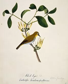 Margaret Bushby La Cockburn Collection: Zosterops palpebrosus, oriental white-eye