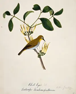 Zosterops palpebrosus, oriental white-eye