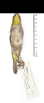 Zosterops strenuus, Robust White-eye