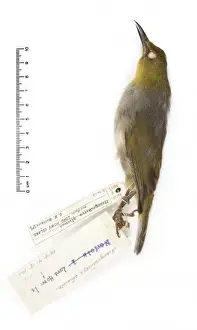 Zosterops strenuus, Robust White-eye