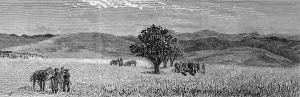 Zululand Prints: The Zulu war. Funeral of Lieutenant Scott Douglas and Corpor