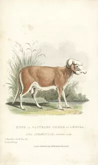 Ruminantia Collection: Zunu or goitered sheep of Angola, Ovis aries