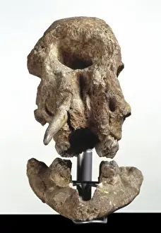 Proboscidea Prints: Zygolophodon atticus, mastodon