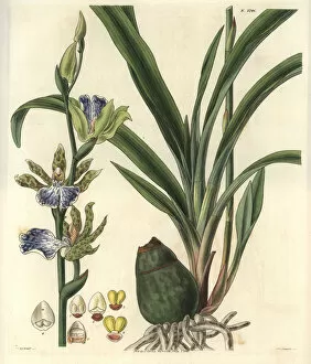 Maculatum Gallery: Zygopetalon mackaii, spotted zygopetalum orchid