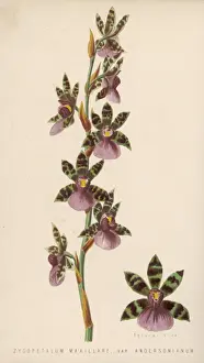 Zygopetalum Maxillare
